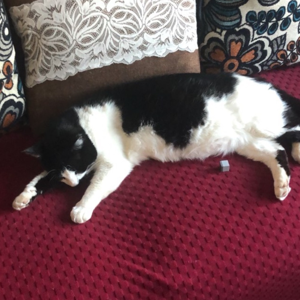 Meet your Posher, Xiwen